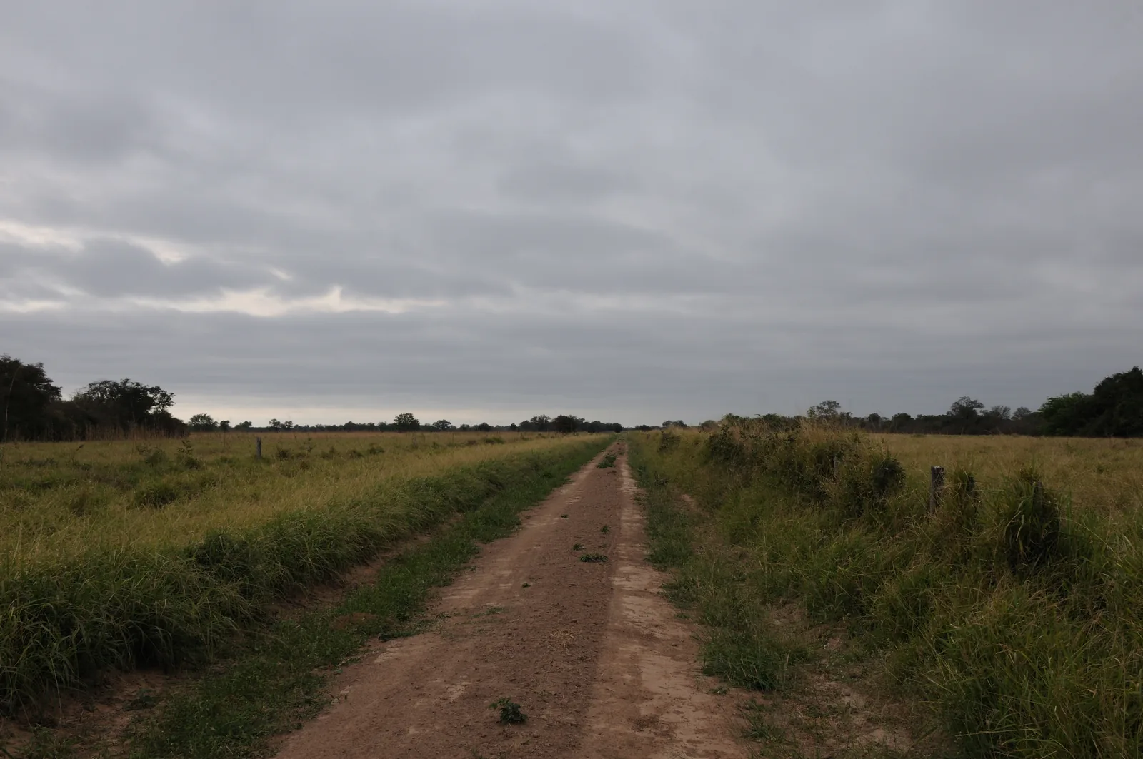 Campo abierto con vegetación en Paraguay, uno de los mejores países para la autosuficiencia por el precio de la tierra