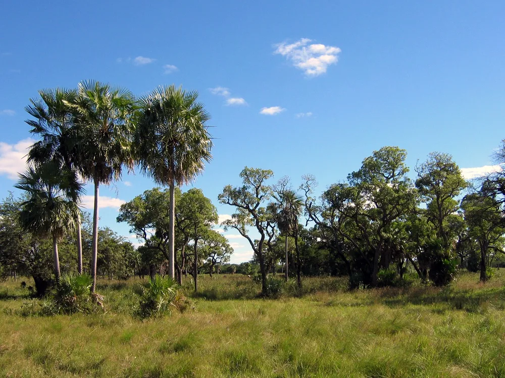 El Chaco paraguayo; el clima en Paraguay cambia mucho entre el Chaco seco y la Región Oriental húmeda