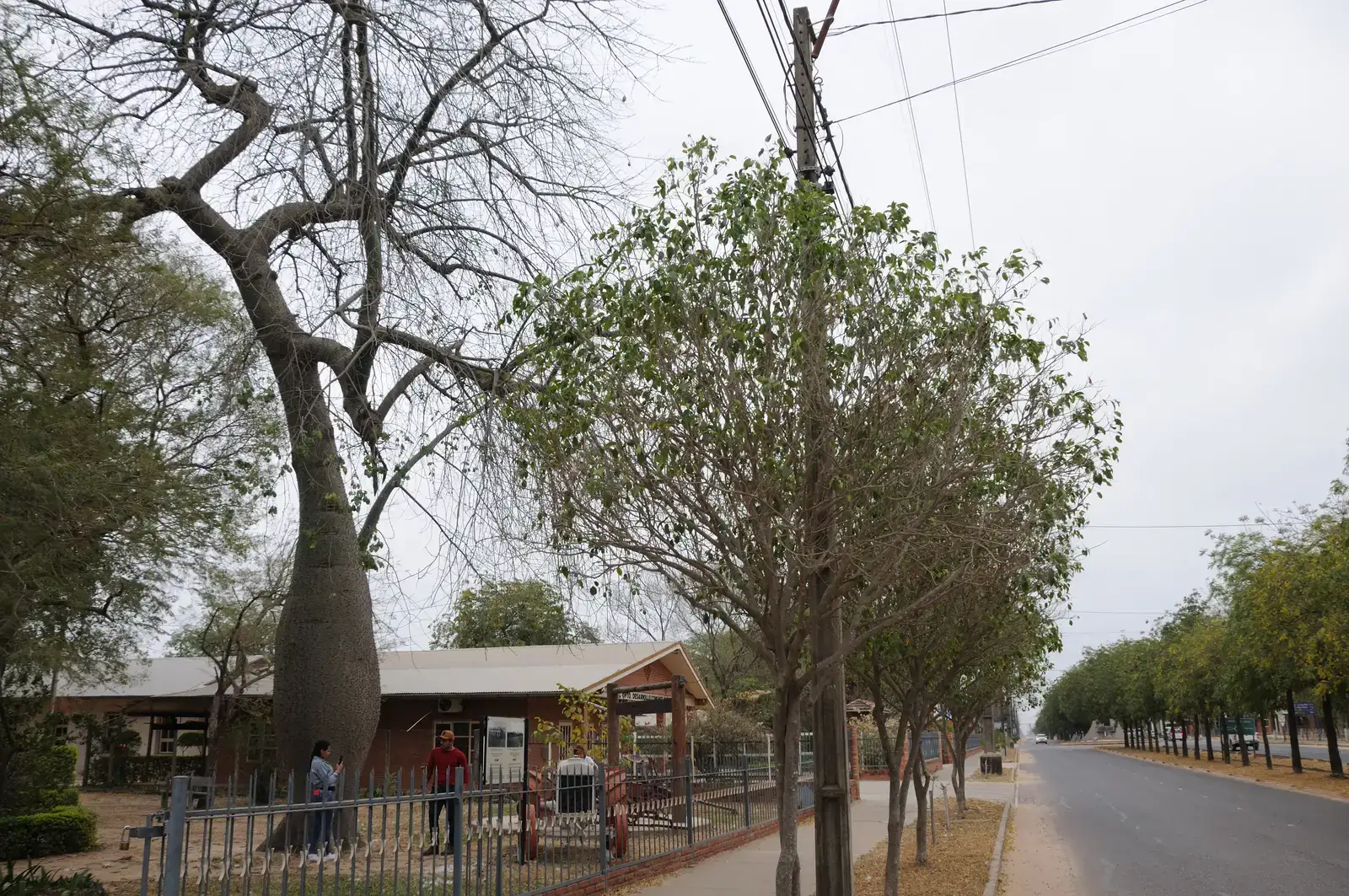 Calle arbolada de Filadelfia, centro de la colonia Fernheim, en el Chaco: una zona muy distinta para vivir en Paraguay