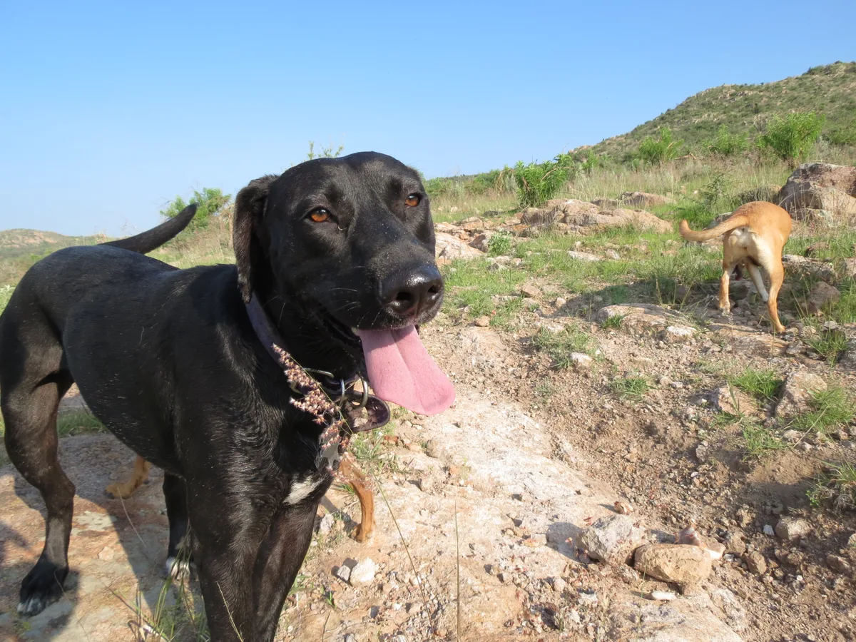 Llevar mascotas a Paraguay: guía para perros y gatos