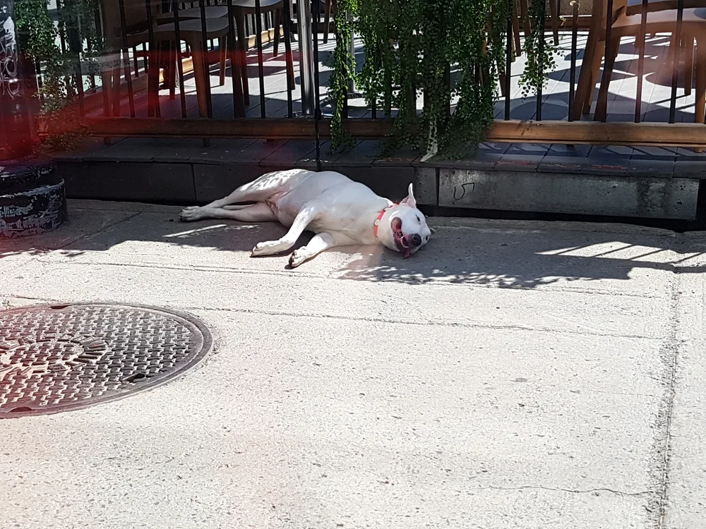Un perro descansando a la sombra en un patio de Asunción tras llegar a Paraguay