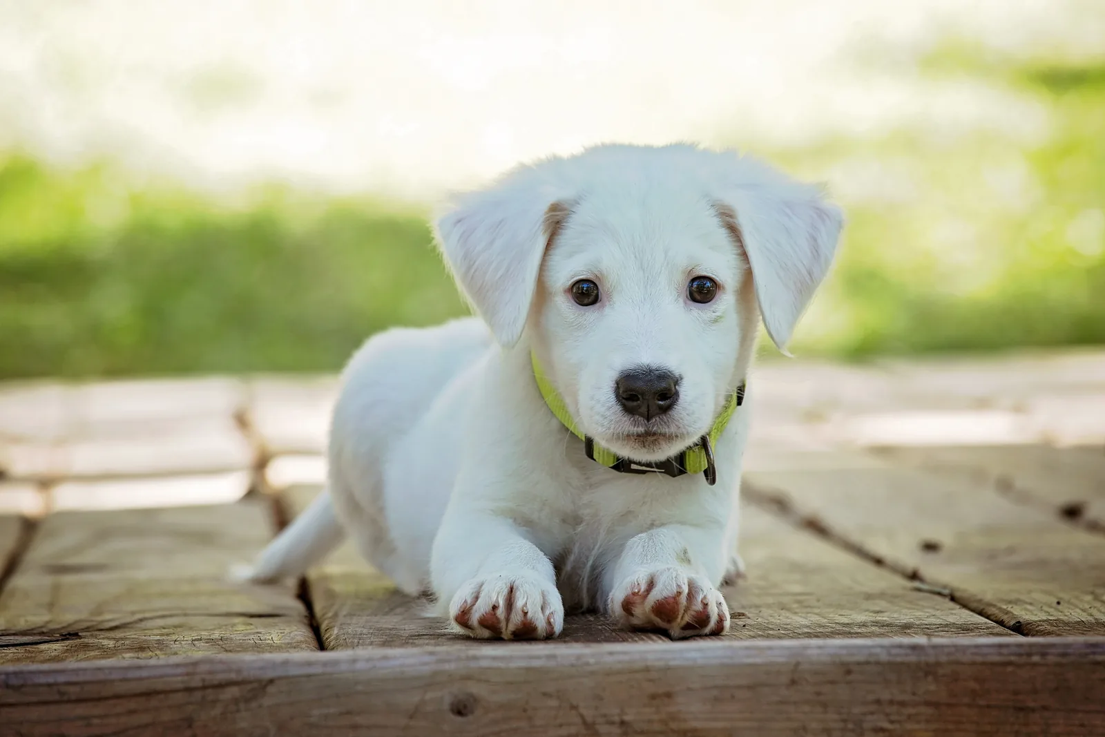 Cachorro listo para viajar; la Resolución MERCOSUR GMC 20/24 fija los requisitos zoosanitarios para llevar perros y gatos a Paraguay